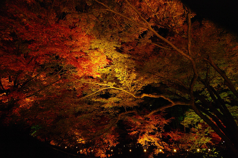 紅葉　～北野天満宮～_f0152550_2263328.jpg