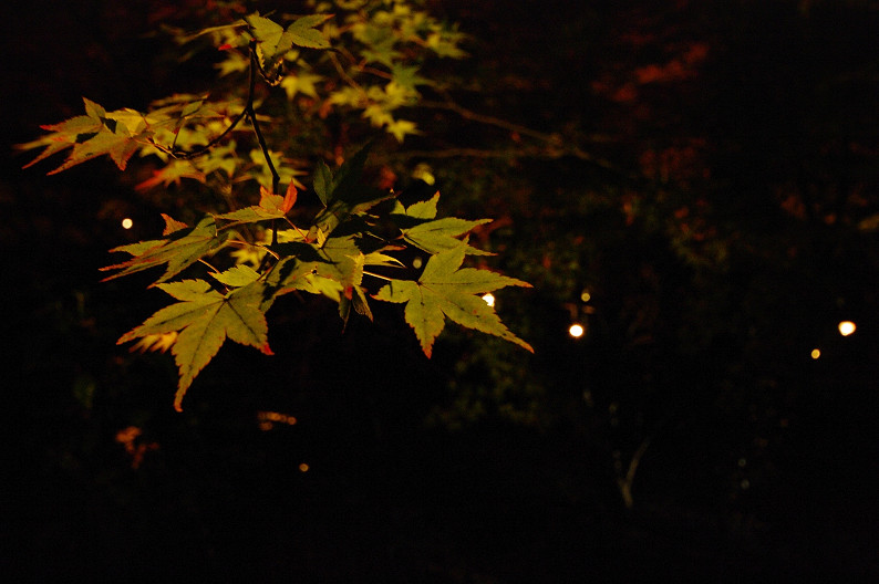 紅葉　～北野天満宮～_f0152550_22738.jpg