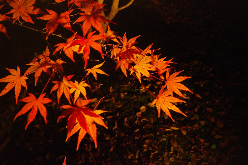 紅葉　～北野天満宮～_f0152550_2282353.jpg