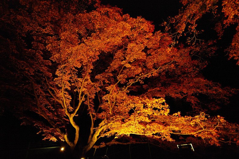 紅葉　～北野天満宮～_f0152550_2284962.jpg