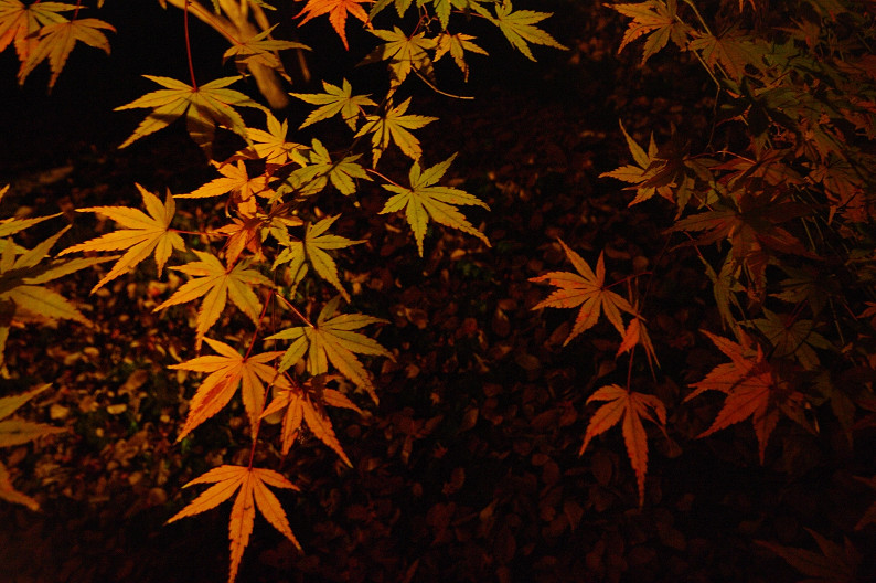 紅葉　～北野天満宮～_f0152550_228634.jpg