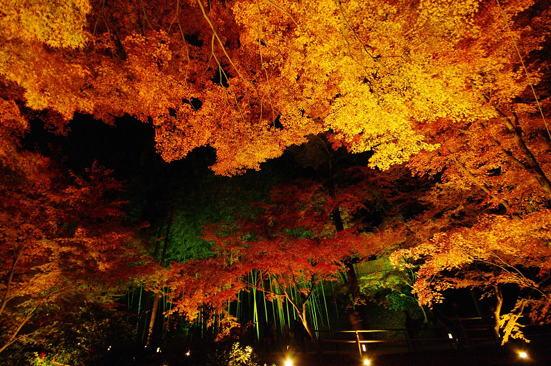 紅葉　～北野天満宮～_f0152550_2292134.jpg