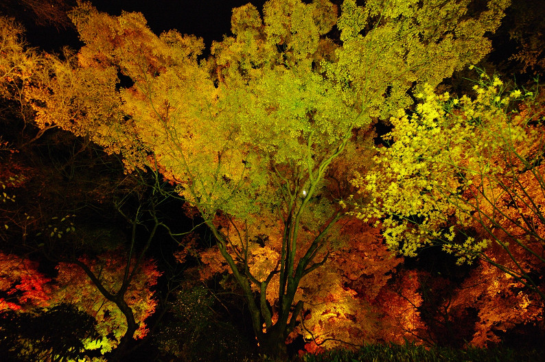 紅葉　～北野天満宮～_f0152550_2293495.jpg