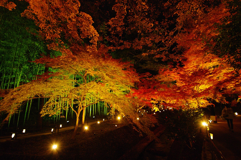 紅葉　～北野天満宮～_f0152550_229788.jpg