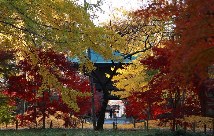 九品仏浄真寺　紅葉_e0158857_175432.jpg