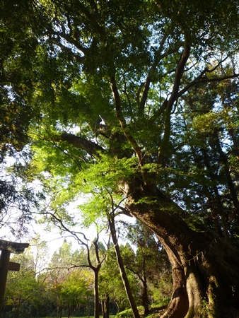 秋月八幡宮・ここは羽白熊鷲の聖地か_c0222861_20562681.jpg