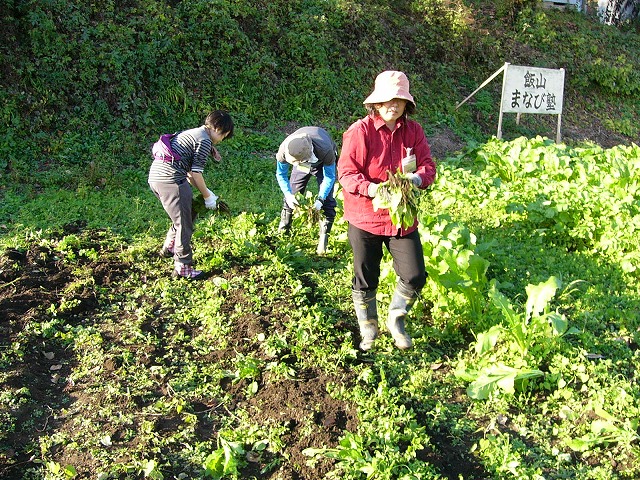 採りたてのホウレンソウ_b0218664_9375234.jpg