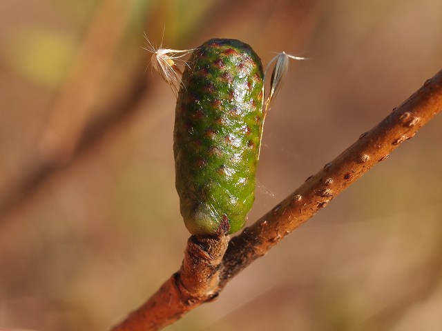 b0135573_739441.jpg
