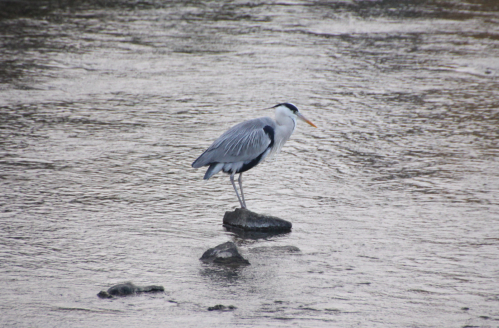 鴨川　四条大橋付近の鳥_d0097373_26058.jpg