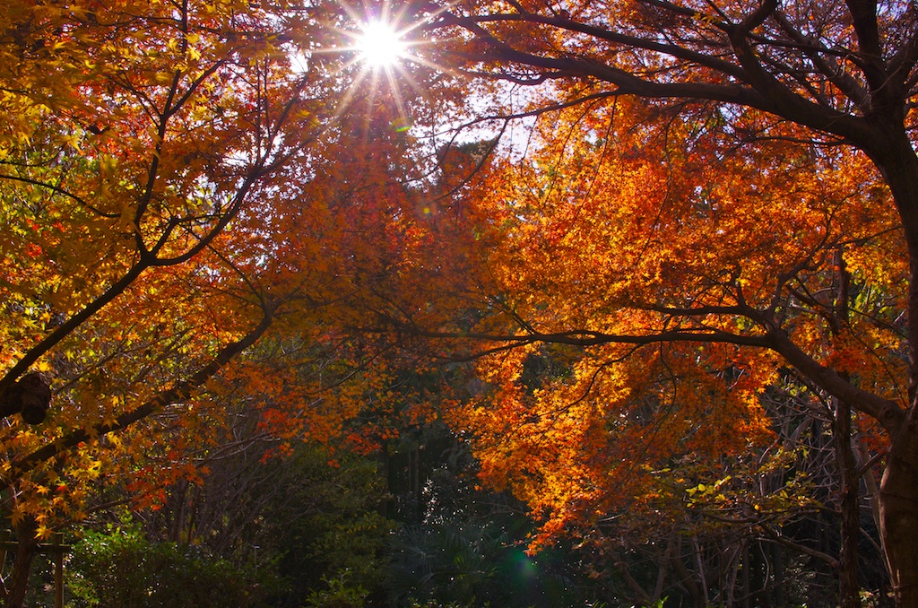 山粧ふ明日香村：2：明日香川_a0142976_16585870.jpg