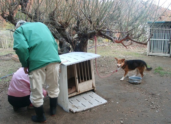 多頭飼育崩壊現場から　～２～_e0212095_2323186.jpg