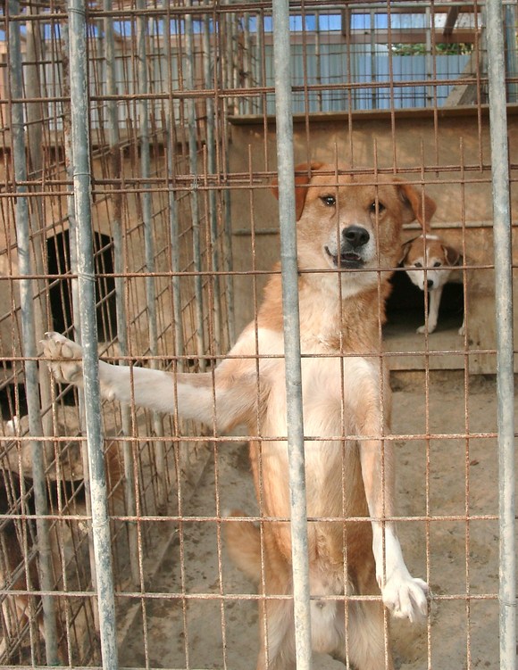 多頭飼育崩壊現場から　～２～_e0212095_23354718.jpg