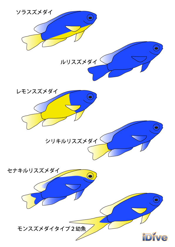 今度は青と黄色のスズメダイ_f0053895_114549.gif