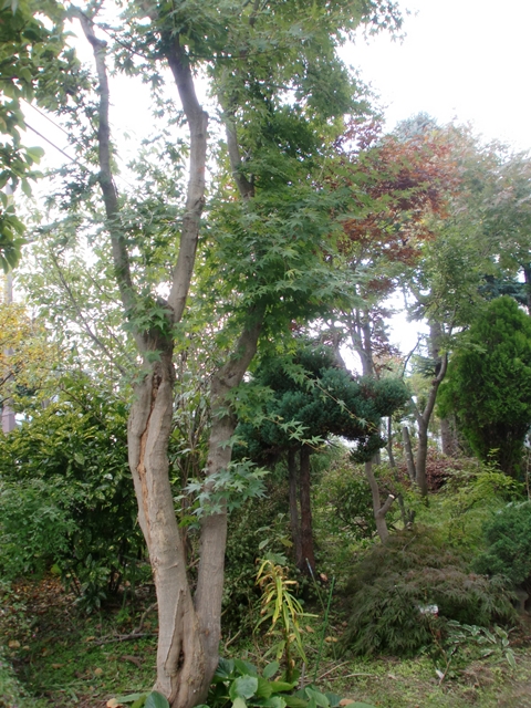 c0110906_22522737.jpg
