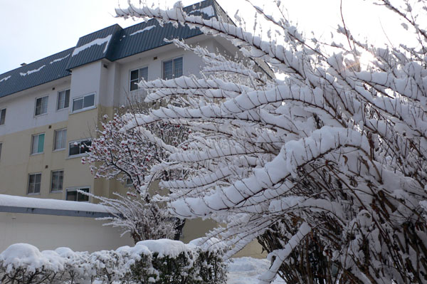 日々の中で：枝に雪_a0046429_0452746.jpg