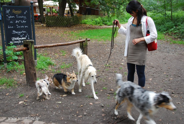 京子アルシャー「動物福祉&犬学」セミナー開催のお知らせ_c0099133_13454065.jpg
