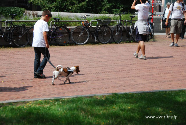 京子アルシャー「動物福祉&犬学」セミナー開催のお知らせ_c0099133_17223385.jpg