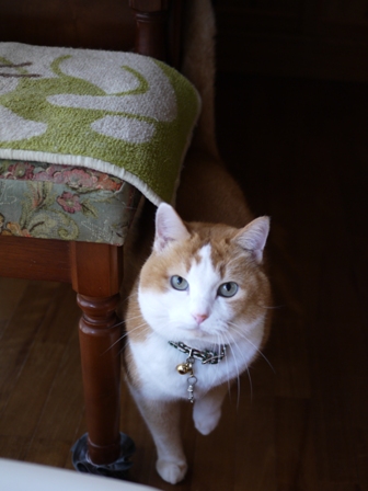 猫のお友だち ふくちゃん編。_a0143140_22545120.jpg