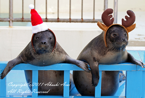 加茂水族館で あざらしサンタ☆ : Happyあざらしblog♪ 『 晴れ晴れ 』