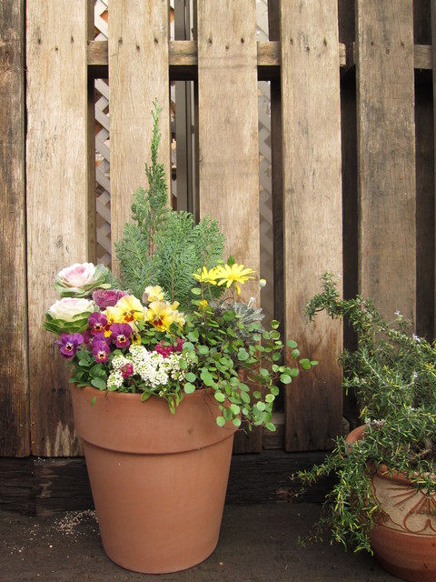 フリフリパンジーとユリオプスデージーの寄せ植え さにべるスタッフblog Sunny Day S Garden