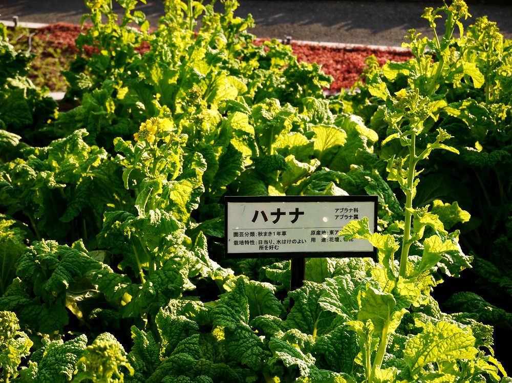 　　和歌山県植物公園緑花センター　_b0093754_22181550.jpg