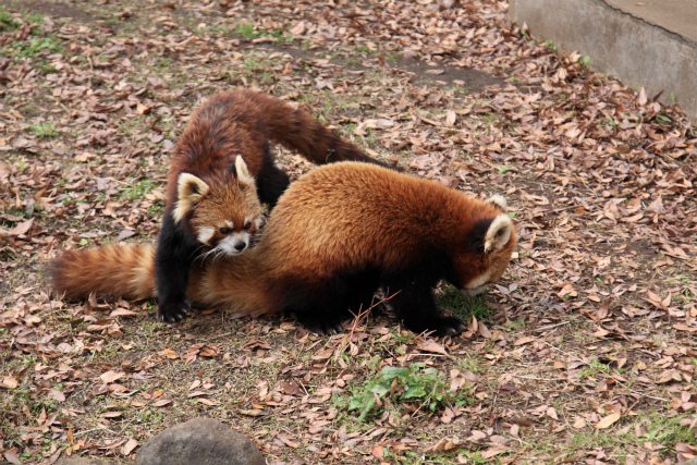 ナミちゃんとアクアくん、レッサーパンダちゃんです♪_d0152261_21371867.jpg