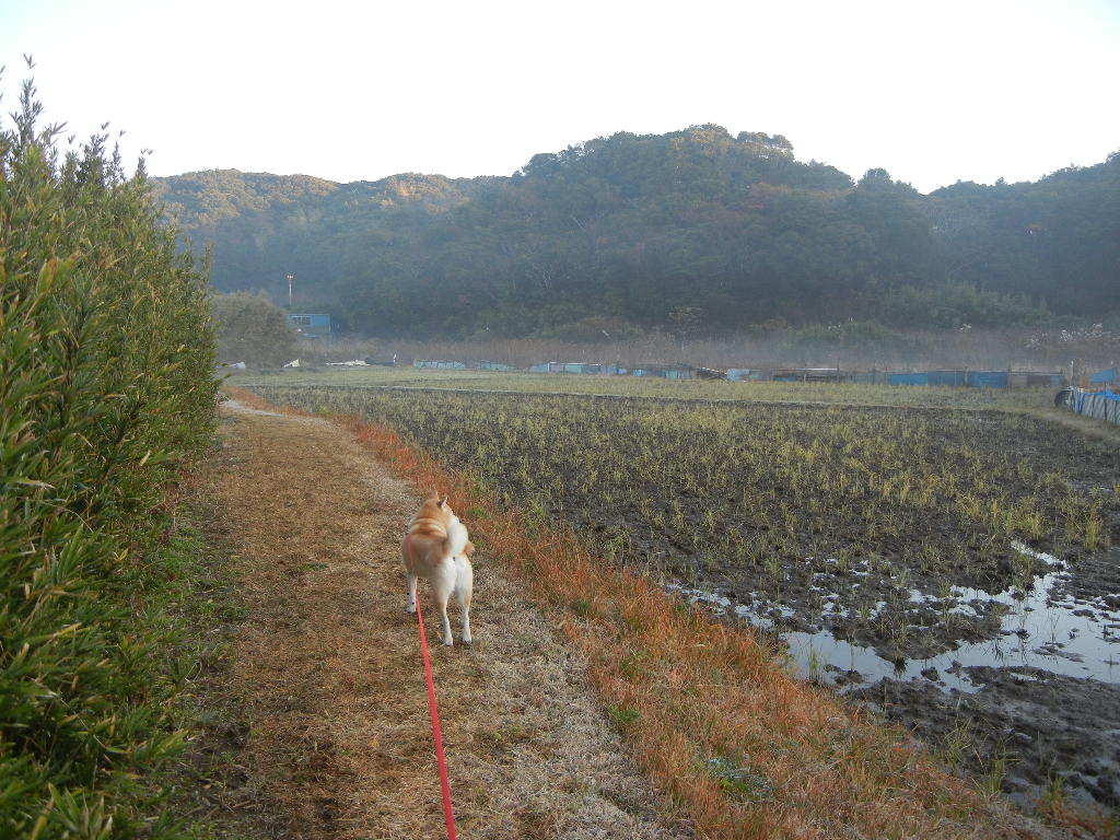 2011年12月15日(木)美味しそうなさつま揚げ!_f0060461_13304173.jpg