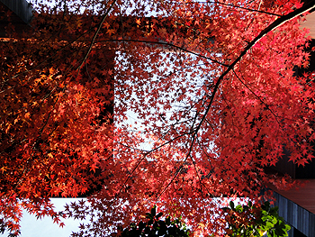 a0119963_122215.jpg