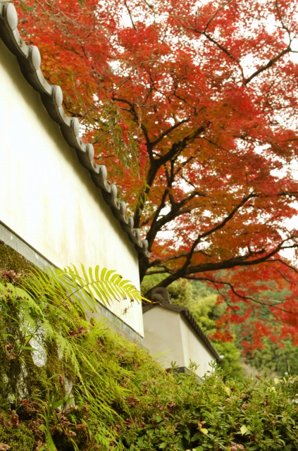 大興善寺の紅葉　その二_b0131167_13433269.jpg