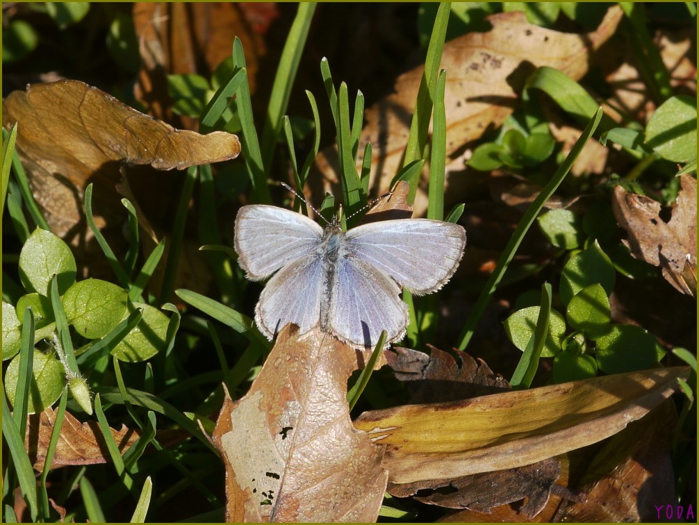 a0146869_7573657.jpg