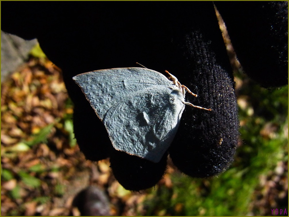 a0146869_759410.jpg