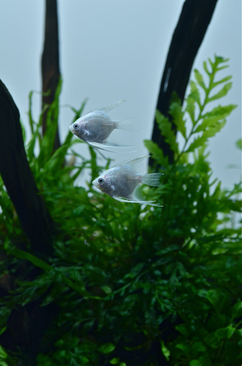 Do Aqua Beソフトの効果 水草水槽 と 写真 と 音楽