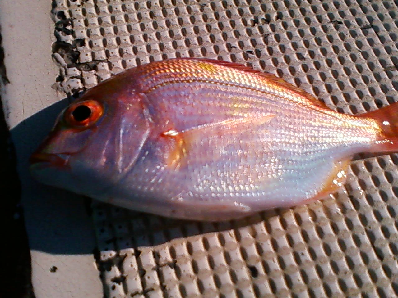 アマダイ釣りの美味しい外道たち 釣りおやじ