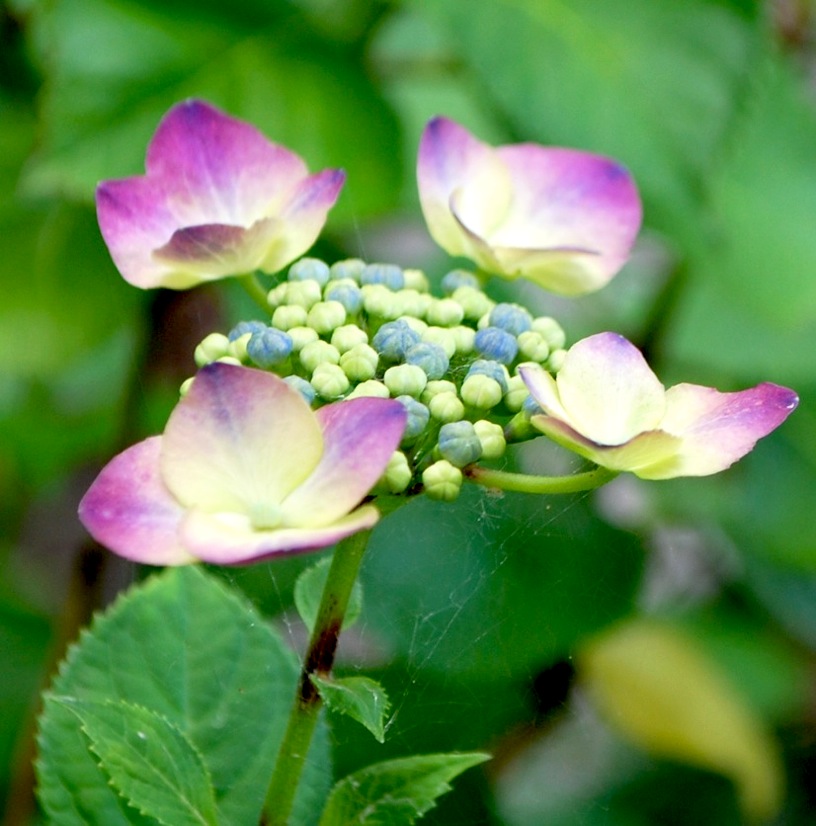 初夏（？）の花_f0155522_15455269.jpg