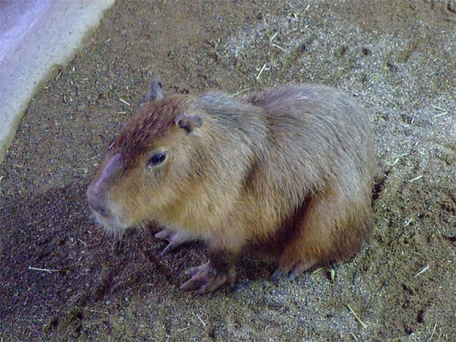 平日のカピバラちゃん_a0179837_949584.jpg