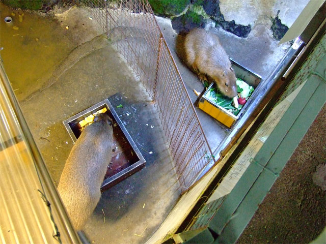 平日のカピバラちゃん_a0179837_9542277.jpg