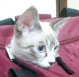 b0098246_15271530.png