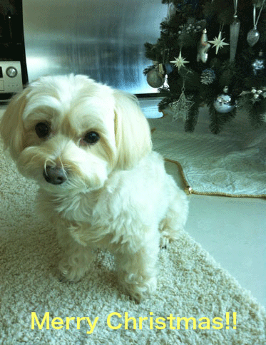 f0190653_12515985.gif