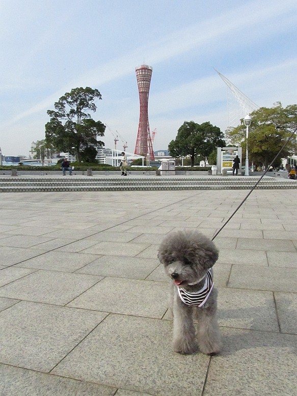 年の瀬・DIO家関西の旅 ～メリケン波止場・編～_e0129656_23104775.jpg