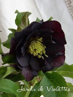 e0118257_18163048.jpg