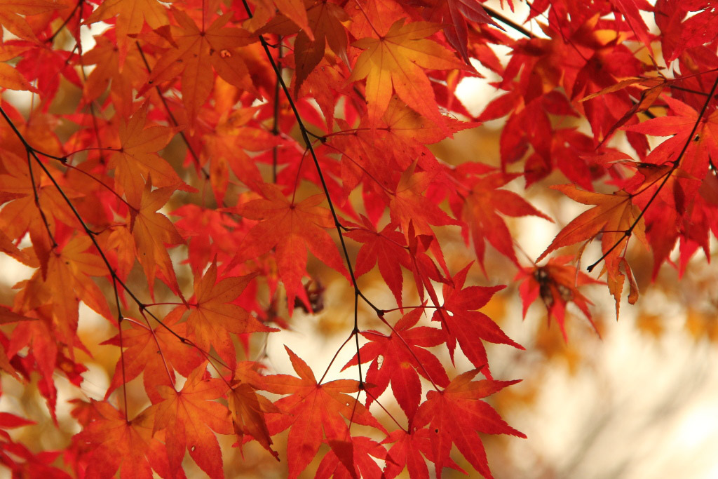 　　明星輪寺（虚空蔵さん）　近場の紅葉から　２_f0129465_545346.jpg