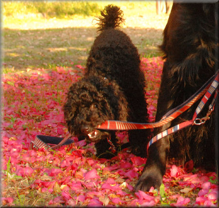 花の匂いに包まれて・・・_e0099375_15342416.jpg