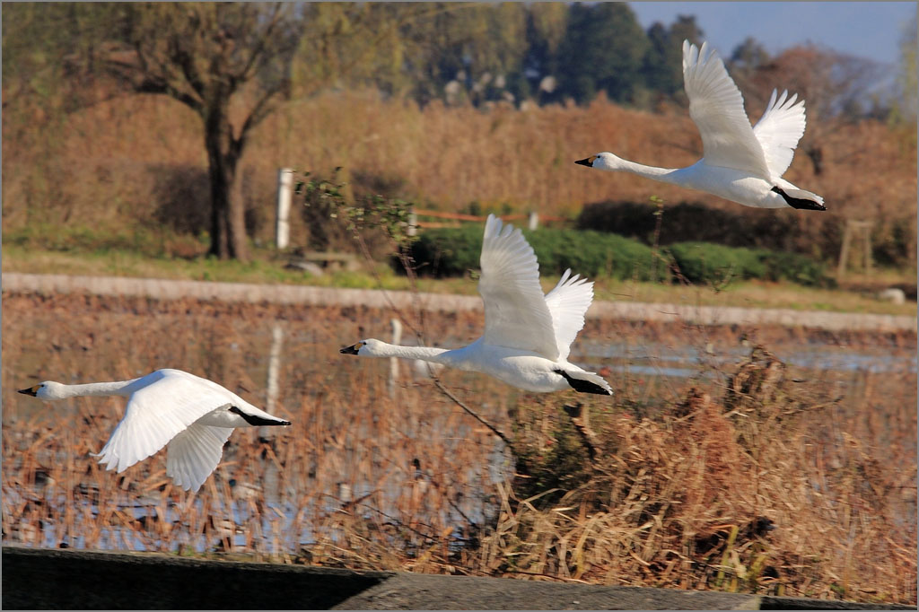 ※ 瓢湖の白鳥 (2011～2012) 05_e0149577_0311262.jpg