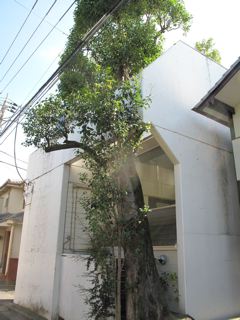 快晴ロケ日記 名作住宅 粟辻邸/シミリエ姫_c0195791_1623222.jpg