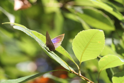 埼玉中部　　　　　　　　　    ムラサキシジミ他2011/12/17_d0251807_1820361.jpg