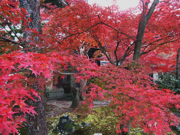 秋の京都　紅葉の寺　その3_d0154609_10465547.jpg