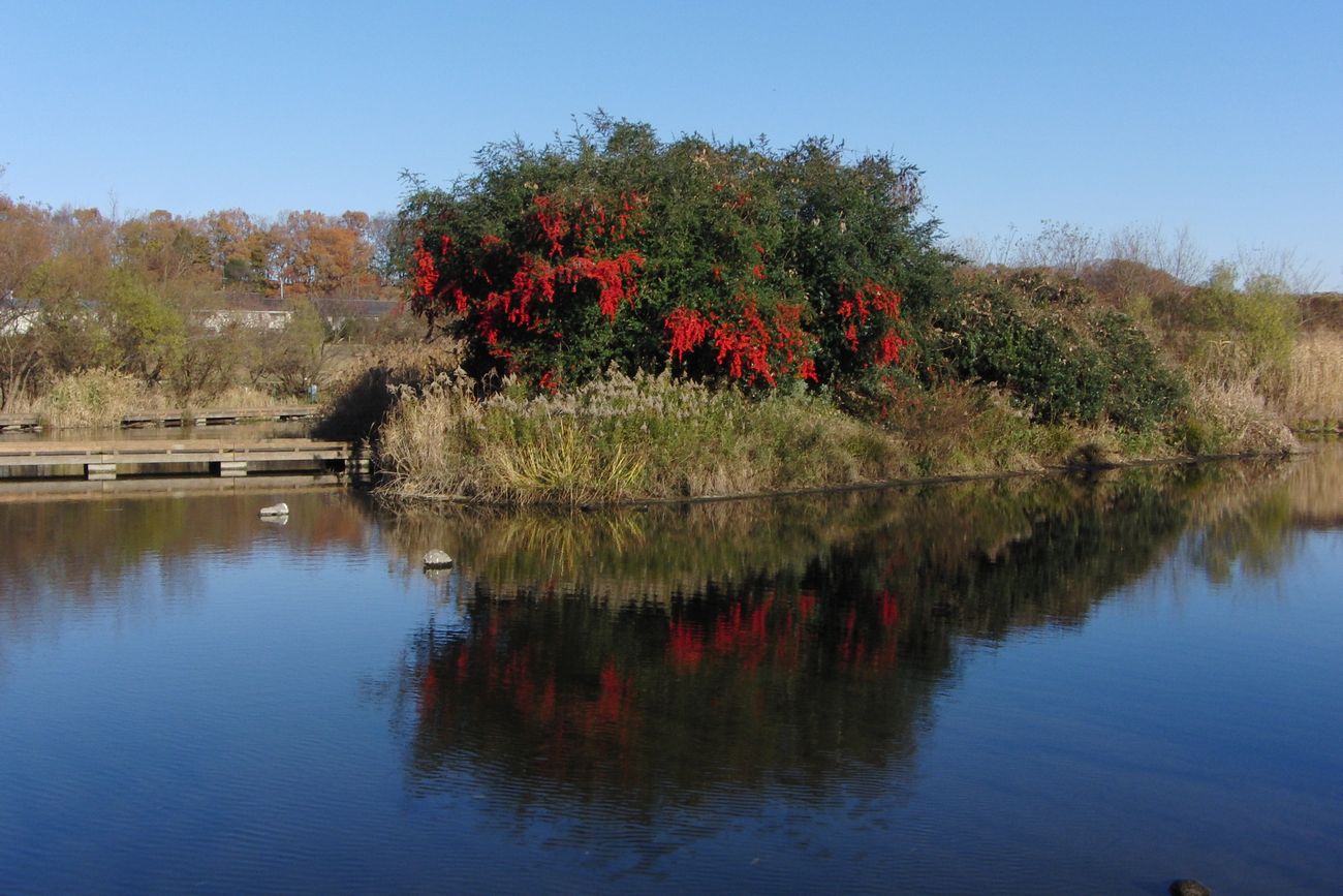 都下の公園の短い撮影_f0133213_19594921.jpg