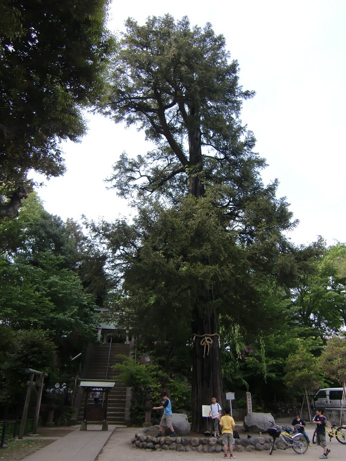 富士神社（東京都文京区）_c0219820_18332291.jpg