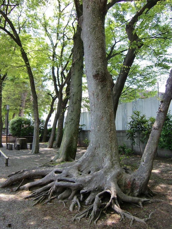 平塚神社（東京都北区）_c0219820_18363626.jpg