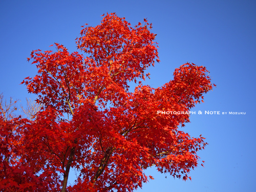 綺麗な紅葉_e0053222_11221013.jpg